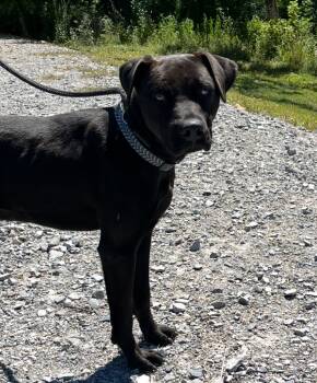 Rescue Labrador Retriever Dogs for Adoption in Lawrenceburg, Tennessee - Ace | PetCurious