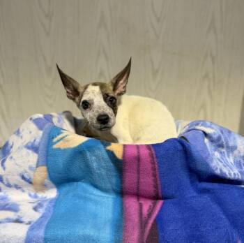 Jack Russell Terrier Dogs Available for Adoption in Opelousas, Louisiana - PETEY | PetCurious