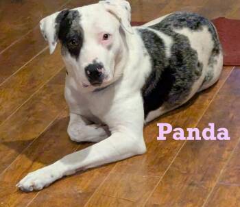 Rescue American Staffordshire Terrier Dogs for Adoption - Panda | PetCurious