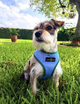 Miniature Schnauzer and Terrier Dogs Available for Adoption in Fairfield, Connecticut - Ralphie | PetCurious