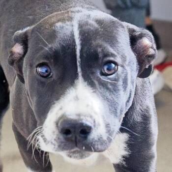 Pit Bull Terrier Dogs Available for Adoption - Mando | PetCurious