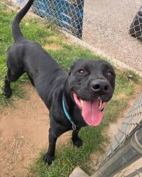 Nipsy -  Black Labrador Retriever Dog for Adoption in St. George, Utah - Nipsy | PetCurious