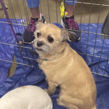 Uno OS NV -  Brussels Griffon and Mixed Breed Dog for Adoption in Las Vegas, Nevada - Uno OS NV | PetCurious