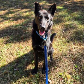 Rescue Shepherd Dogs for Adoption in Cumming, Georgia - Bear 21915 | PetCurious
