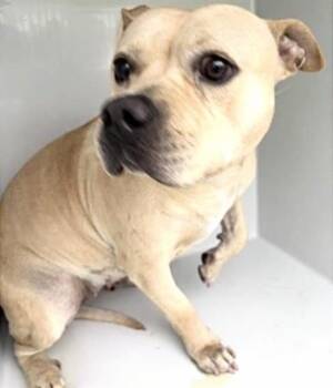 American Bulldog and Mixed Breed Dogs Available for Adoption in Houston, Texas - A654826 | PetCurious