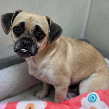 Bram Stoker - Chino Hills Location -  Pug and Mixed Breed Dog for Adoption in Chino Hills, California - Bram Stoker - Chino Hills Location | PetCurious