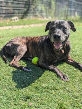 Rescue Mixed Breed Dogs for Adoption in Calhoun, Georgia - PawPaw Frazier | PetCurious
