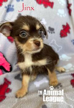 Jinx -  Chihuahua and Shih Tzu Dog for Adoption in Groveland, Florida - Jinx | PetCurious