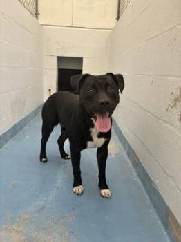 Dennis -  Pit Bull Terrier and Mixed Breed Dog for Adoption in Gainesville, Florida - Dennis | PetCurious