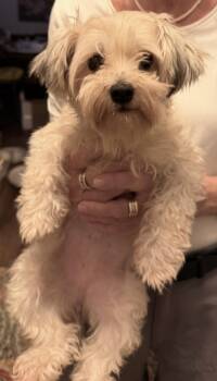 Bonnie -  Morkie Dog for Adoption in Beaverton, Oregon - Bonnie | PetCurious