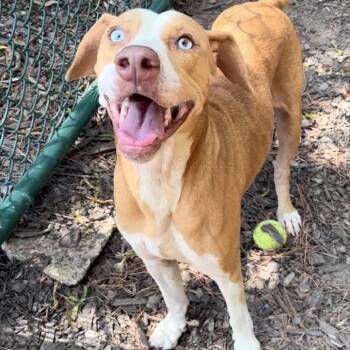 Charlie -  Mixed Breed Dog for Adoption in Auburn, New Hampshire - Charlie | PetCurious
