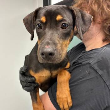 Dora -  Rottweiler and Mixed Breed Dog for Adoption in Abilene, Texas - Dora | PetCurious