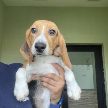 AIG6 5968 -  Beagle Dog for Adoption in Loxahatchee Groves, Florida - AIG6 5968 | PetCurious