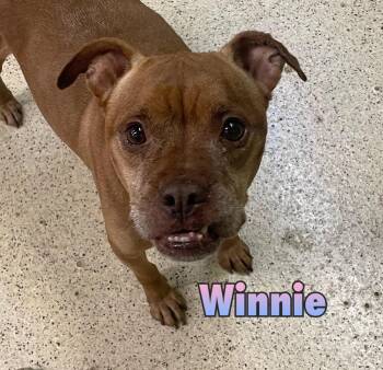 Winnie -  Boxer Dog for Adoption in Muncie, Indiana - Winnie | PetCurious