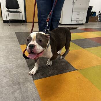 Lar -  Mixed Breed Dog for Adoption in Philadelphia, Pennsylvania - Lar | PetCurious