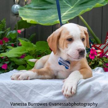 Longhorns -  Labrador Retriever Dog for Adoption in Wake Forest, North Carolina - Longhorns | PetCurious