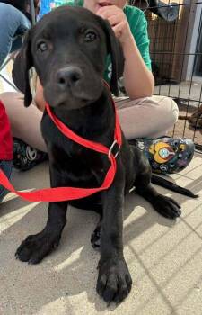 Jett -  Labrador Retriever and Pointer Dog for Adoption in Fort Lupton, Colorado - Jett | PetCurious