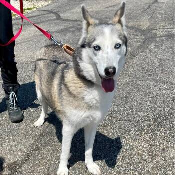 Husky Dogs Available for Adoption in Riverwoods, Illinois - Alut | PetCurious
