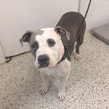 Galaxy -  American Staffordshire Terrier and Mixed Breed Dog for Adoption in Hattiesburg, Mississippi - Galaxy | PetCurious
