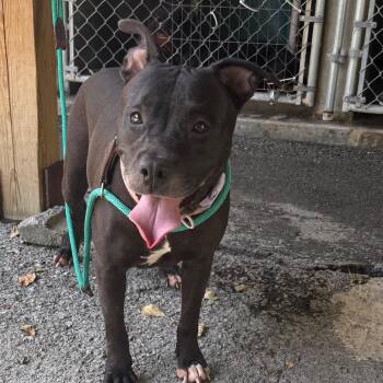 Lolli -  Pit Bull Terrier Dog for Adoption in Jacksonville, Arkansas - Lolli | PetCurious