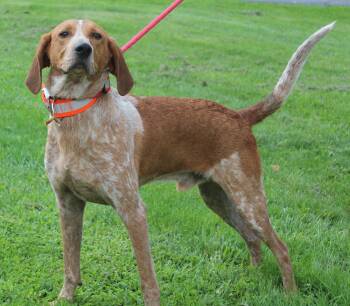 Logan (12254) -  Coonhound Dog for Adoption in Heath, Ohio - Logan (12254) | PetCurious