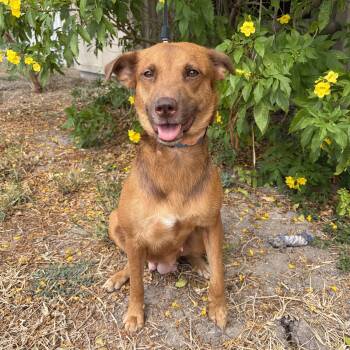 Camila -  Shepherd Dog for Adoption in Harlingen, Texas - Camila | PetCurious