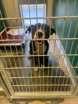 Rescue Pit Bull Terrier and Mixed Breed Dogs for Adoption in Texas City, Texas - BOBBY | PetCurious