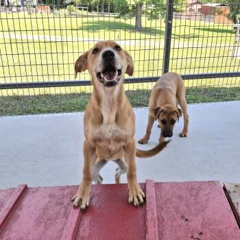 Madelyn (150 adoption fee) -  Mountain Cur and Labrador Retriever Dog for Adoption in Atlanta, Texas - Madelyn (150 Adoption Fee) | PetCurious
