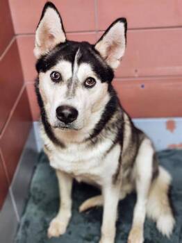 Siberian Husky and Mixed Breed Dogs Available for Adoption in Houston, Texas - A2067822 | PetCurious