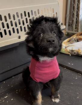 Border Collie and German Shepherd Dog Dogs Available for Adoption in Snoqualmie, Washington - Boo-Boo Bear | PetCurious