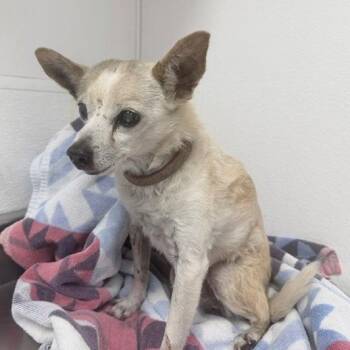 Tigger -  Chihuahua Dog for Adoption in Kanab, Utah - Tigger | PetCurious