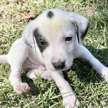 Rescue Catahoula Leopard Dog Dogs for Adoption in Grand Bay, Alabama - Weston | PetCurious