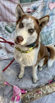 Husky Dogs Available for Adoption in New Smyrna Beach, Florida - Rusty | PetCurious