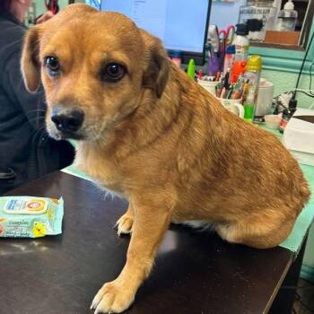 Little Boy -  Cardigan Welsh Corgi and Chihuahua Dog for Adoption in Madill, Oklahoma - Little Boy | PetCurious