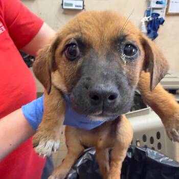 Terrier Dogs Available for Adoption in Birmingham, Alabama - Pablo | PetCurious