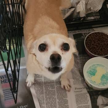 Rescue Chihuahua Dogs for Adoption in Austin, Texas - Josie FJ | PetCurious