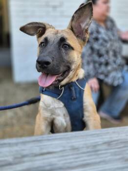 Rescue Shepherd Dogs for Adoption in Richardson, Texas - 25-087 Hunter | PetCurious