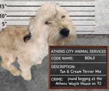 Terrier and Maltese Dogs Available for Adoption - BENJI - STRAY HOLD UNTIL 2/16/25 | PetCurious