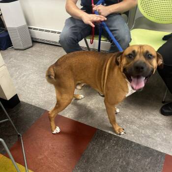 Bolt -  Mixed Breed Dog for Adoption in Philadelphia, Pennsylvania - Bolt | PetCurious