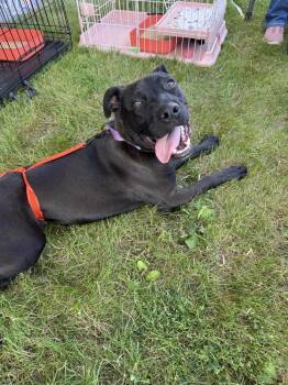 Atlas -  Mixed Breed Dog for Adoption in Dorr, Michigan - Atlas | PetCurious