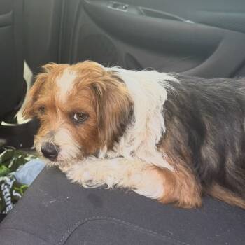 Rescue Terrier Dogs for Adoption in Austin, Texas - Ladybug | PetCurious