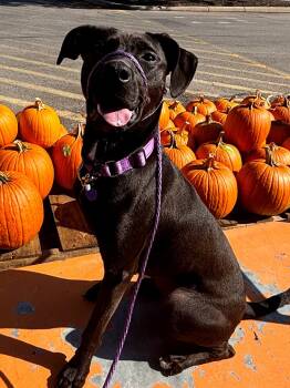 Rescue Black Labrador Retriever and Mixed Breed Dogs for Adoption in Ashland, Ohio - Sweet Pea | PetCurious