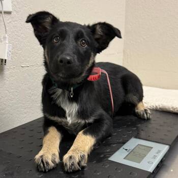 German Shepherd Dog Dogs Available for Adoption - 377 (2026) | PetCurious