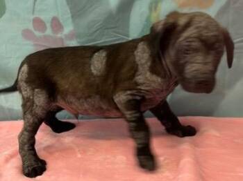 Labrador Retriever Dogs Available for Adoption in Brookhaven, Mississippi - Vernard 26 | PetCurious