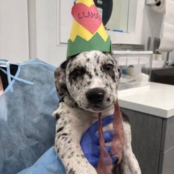 Llama Llama -  Labrador Retriever and Mixed Breed Dog for Adoption in Los Angeles, California - Llama Llama | PetCurious