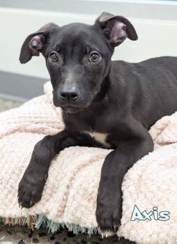 Axis -  German Shepherd Dog and Mixed Breed Dog for Adoption in Mason, Michigan - Axis | PetCurious