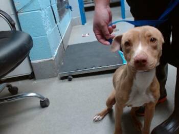 Pit Bull Terrier and Mixed Breed Dogs Available for Adoption in Albuquerque, New Mexico - TUTU | PetCurious