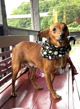 Lelu -  Dachshund and Chihuahua Dog for Adoption in Maryville, Tennessee - Lelu | PetCurious