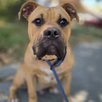 Rescue English Bulldog and American Bulldog Dogs for Adoption in Turlock, California - Arrow | PetCurious