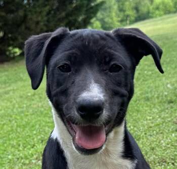 Pointer and Black Labrador Retriever Dogs Available for Adoption in Andover, Massachusetts - Snap Cereal | PetCurious